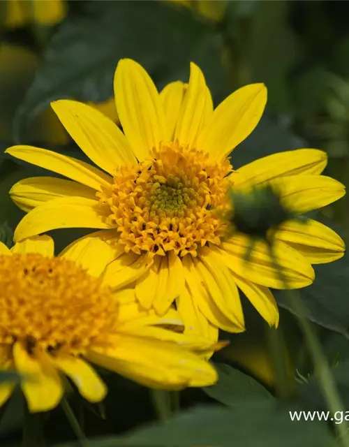 Garten-Stauden-Sonnenblume 'Meteor'