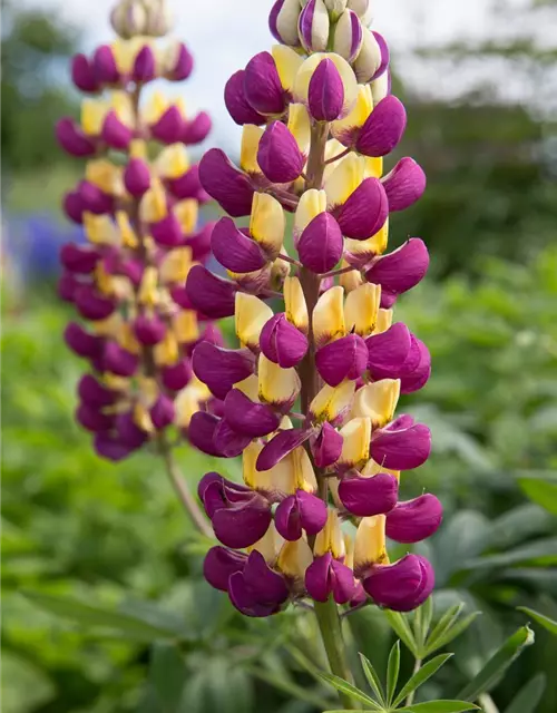 Garten-Lupine 'Manhattan Lights'®