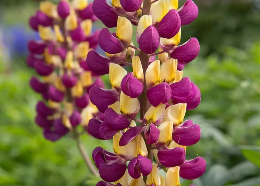 Garten-Lupine 'Manhattan Lights'®