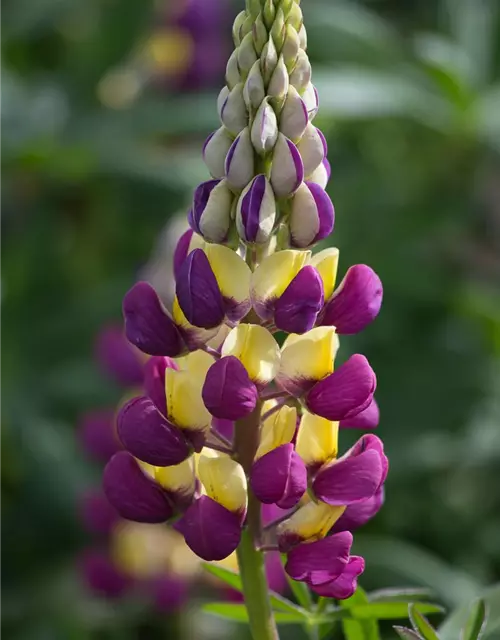 Garten-Lupine 'Manhattan Lights'®