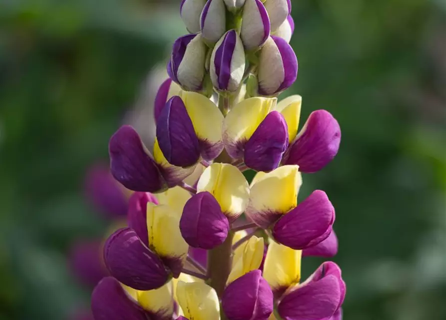 Garten-Lupine 'Manhattan Lights'®