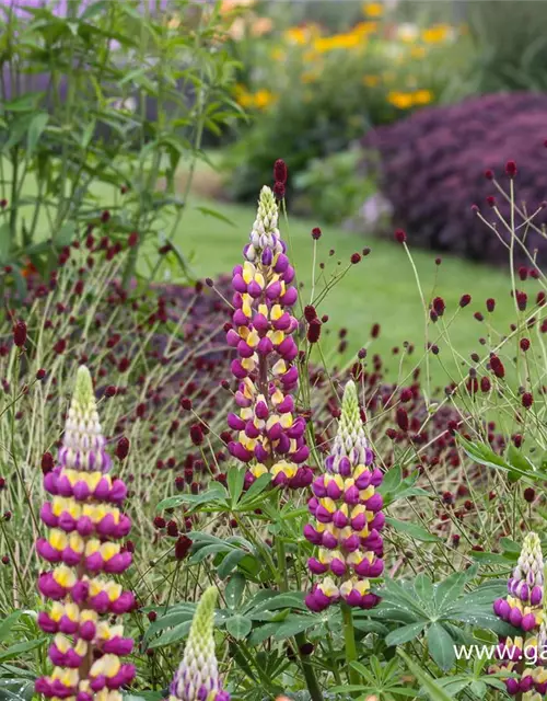 Garten-Lupine 'Manhattan Lights'®