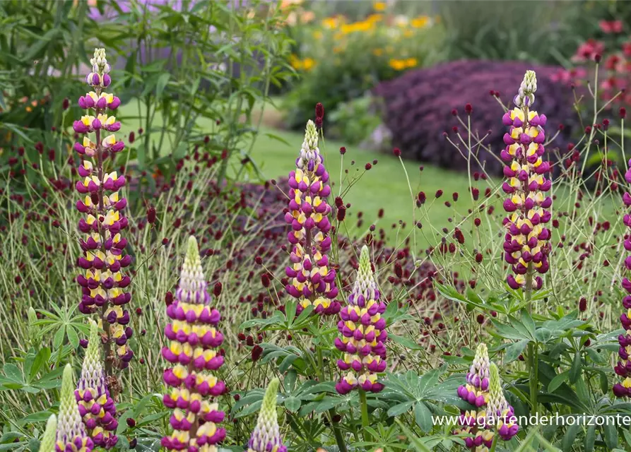 Garten-Lupine 'Manhattan Lights'®