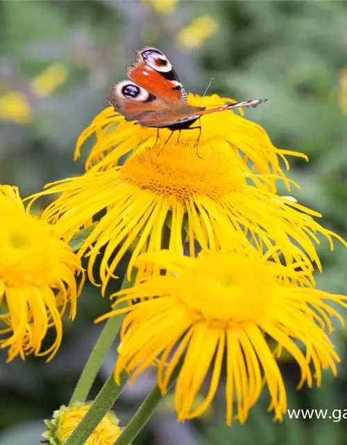 Großblumiger Scheinalant