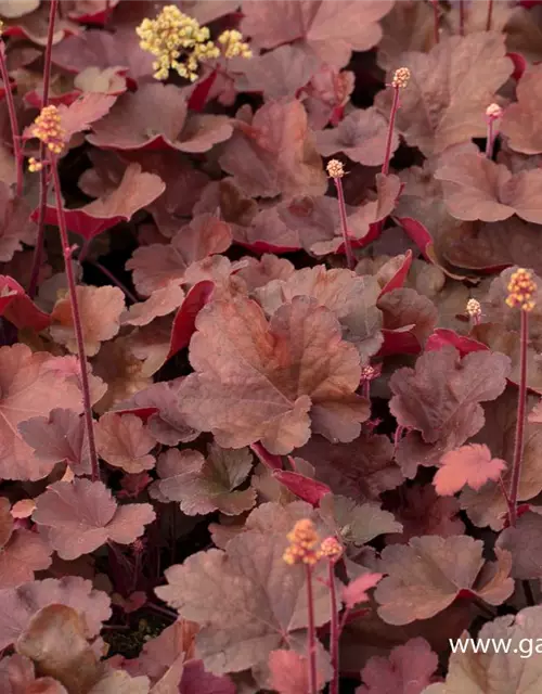 Heuchera x cult. LC 'Blondie' -R-