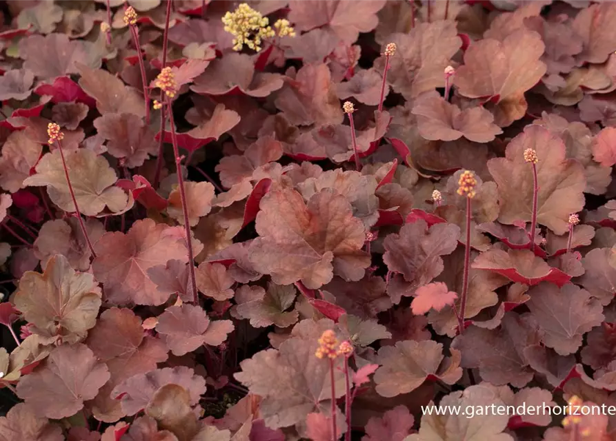 Heuchera x cult. LC 'Blondie' -R-