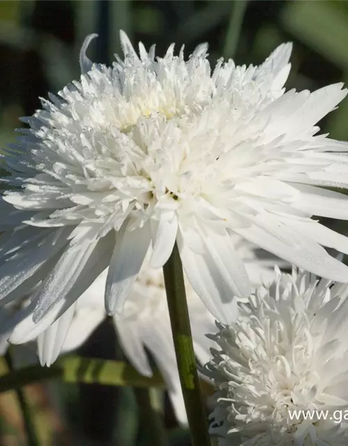 Großblumige Garten-Margerite 'Eisstern'