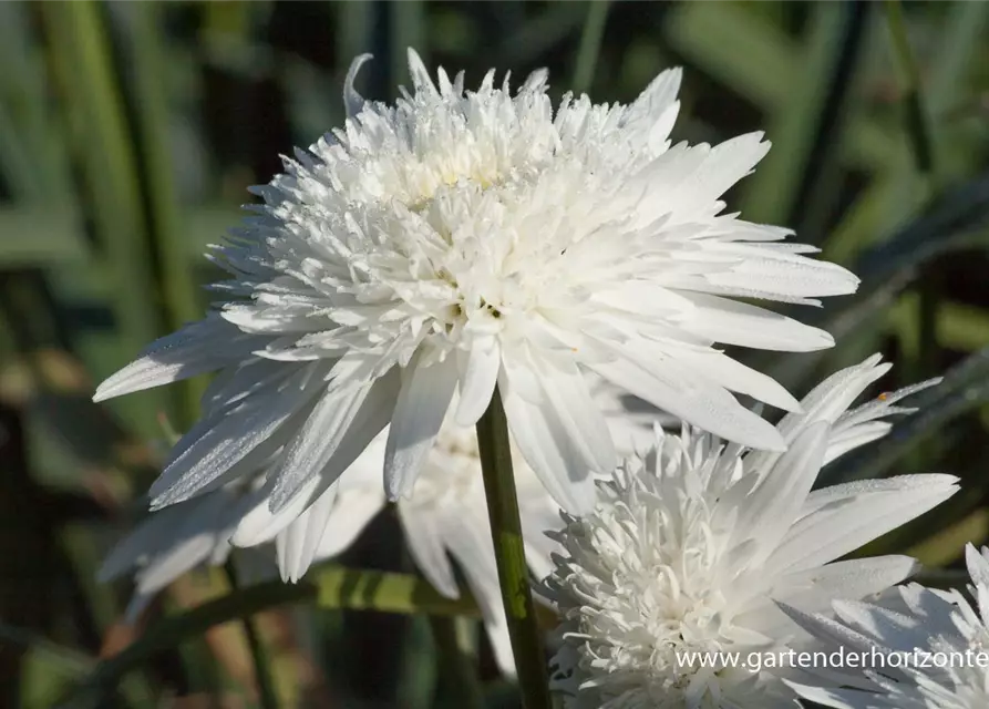 Großblumige Garten-Margerite 'Eisstern'