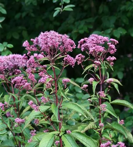 Großer Garten-Wasserdost 'Atropurpureum'