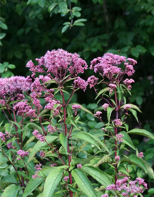 Großer Garten-Wasserdost 'Atropurpureum'