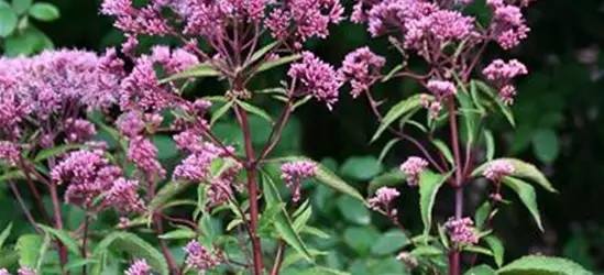 Großer Garten-Wasserdost 'Atropurpureum'