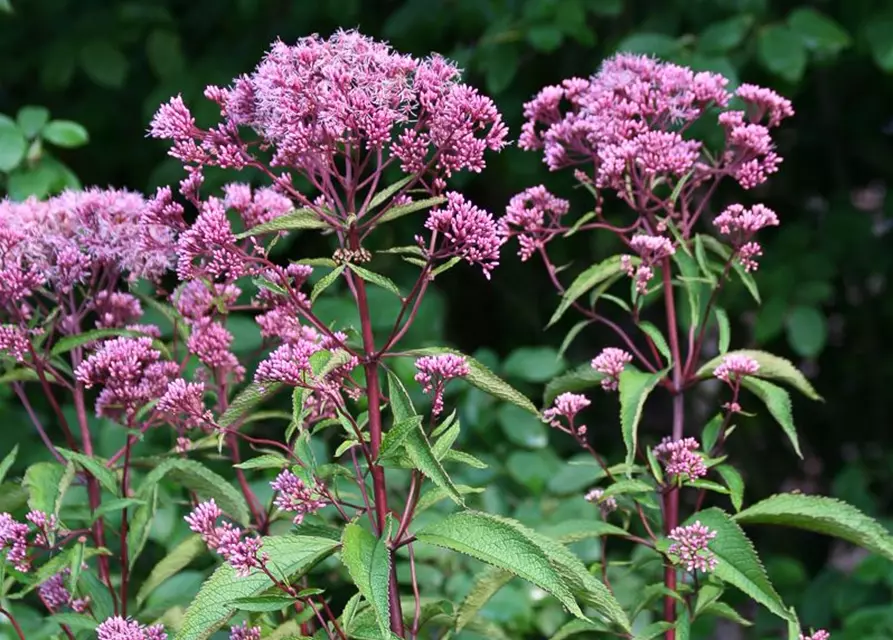 Großer Garten-Wasserdost 'Atropurpureum'