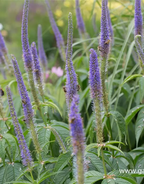 Garten-Kandelaberehrenpreis 'Lavendelturm'