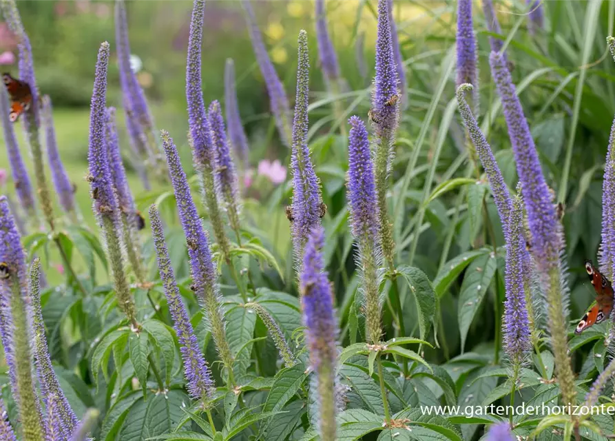 Garten-Kandelaberehrenpreis 'Lavendelturm'