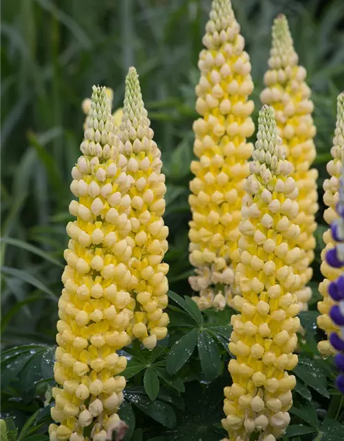 Garten-Lupine 'Desert Sun'®