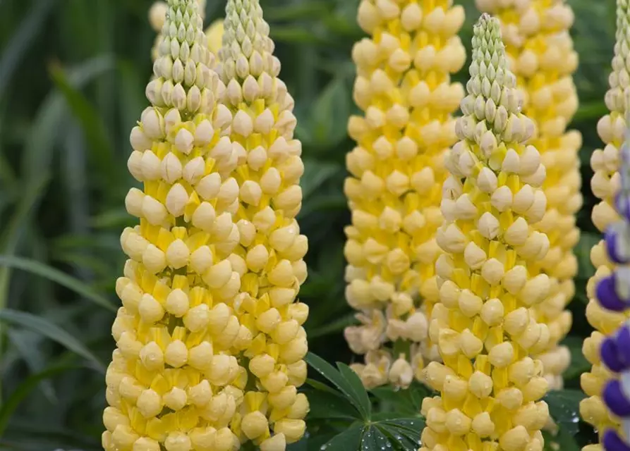 Garten-Lupine 'Desert Sun'®