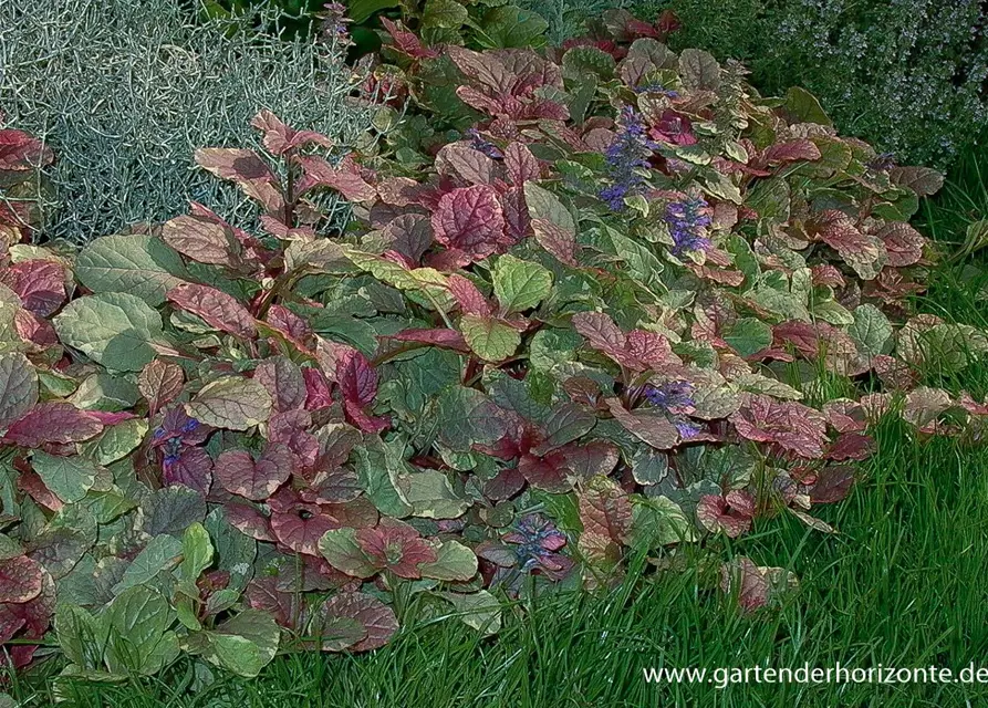 Garten-Günsel 'Burgundy Glow'