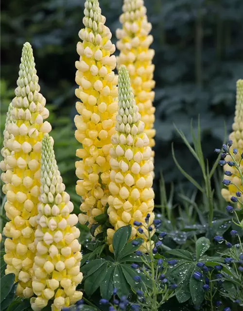 Garten-Lupine 'Desert Sun'®