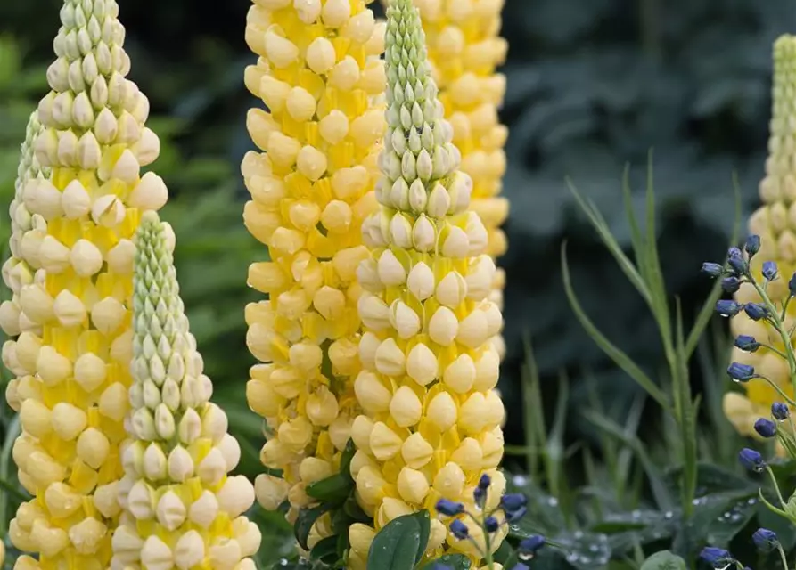 Garten-Lupine 'Desert Sun'®