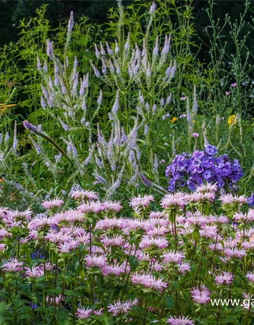 Garten-Kandelaberehrenpreis 'Lavendelturm'