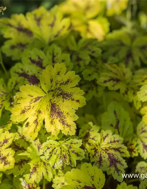 Heucherella(x) tiarell.'Solar Power' -R-