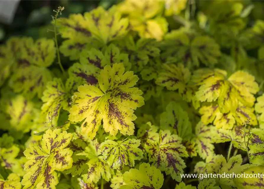 Heucherella(x) tiarell.'Solar Power' -R-