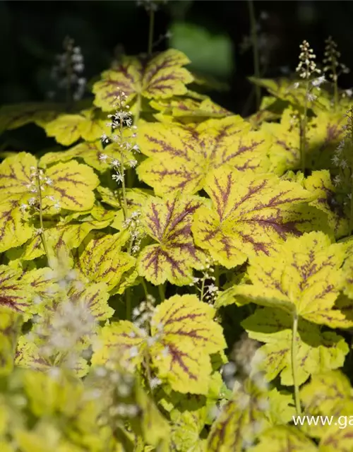 Heucherella(x) tiarell.'Solar Power' -R-