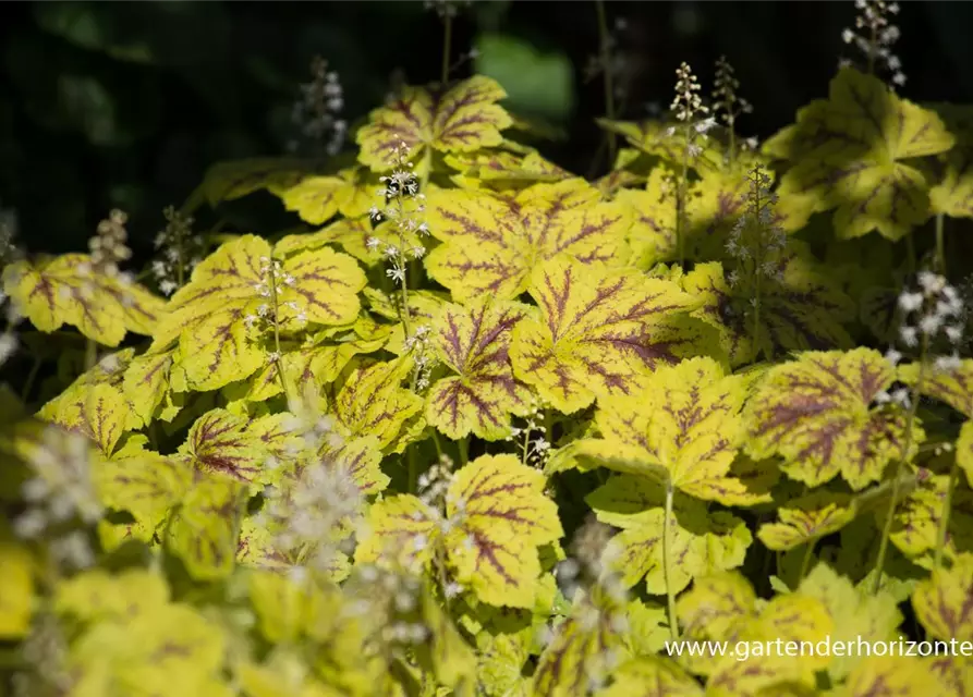 Heucherella(x) tiarell.'Solar Power' -R-