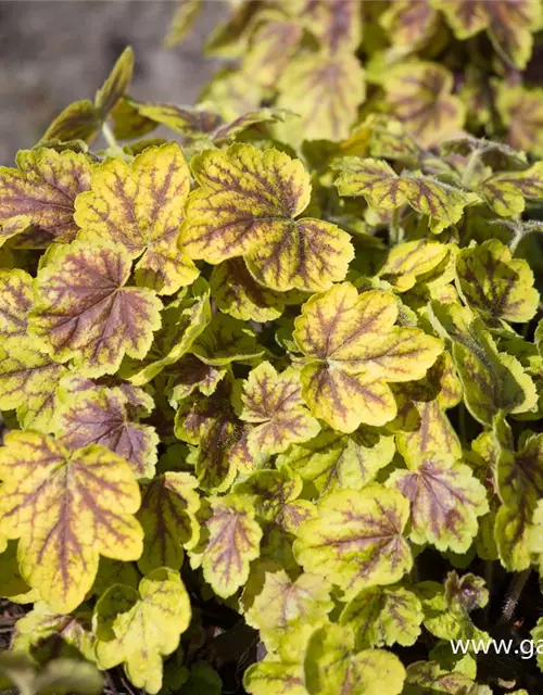 Heucherella(x) tiarell.'Solar Power' -R-