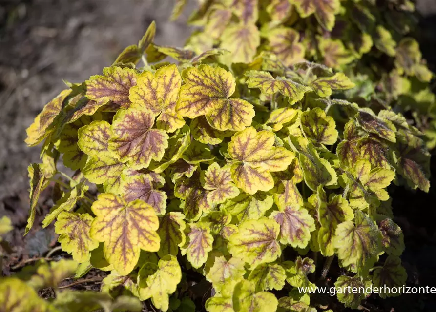 Heucherella(x) tiarell.'Solar Power' -R-