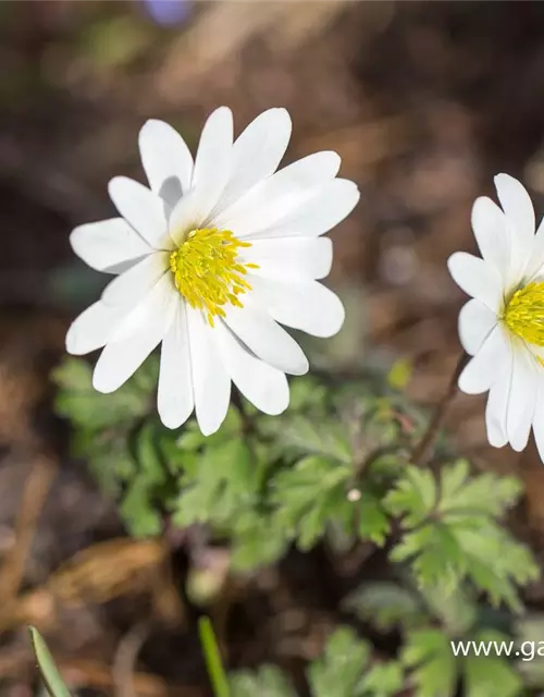 Garten-Strahlen-Windröschen 'White Splendour'