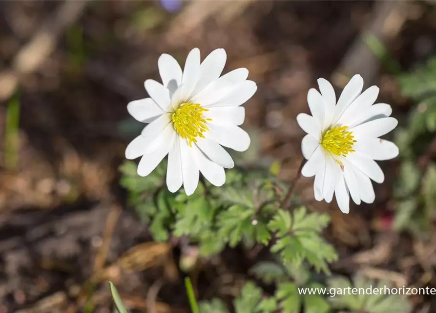 Garten-Strahlen-Windröschen 'White Splendour'