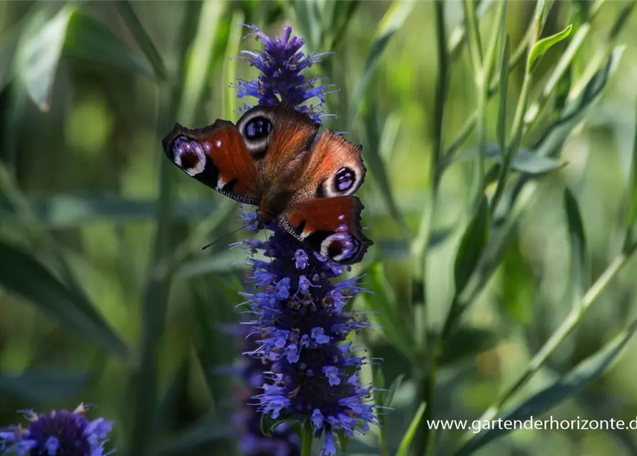 Garten-Duftnessel 'Black Adder'®