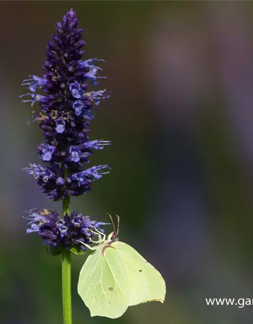 Garten-Duftnessel 'Black Adder'®