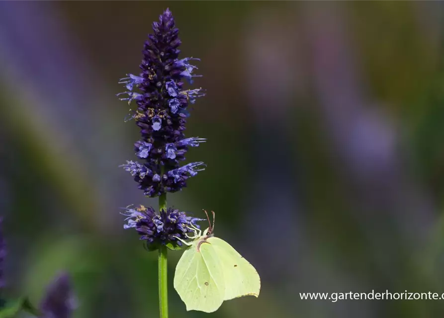 Garten-Duftnessel 'Black Adder'®