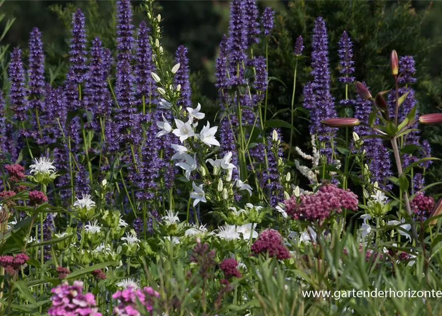 Garten-Duftnessel 'Black Adder'®