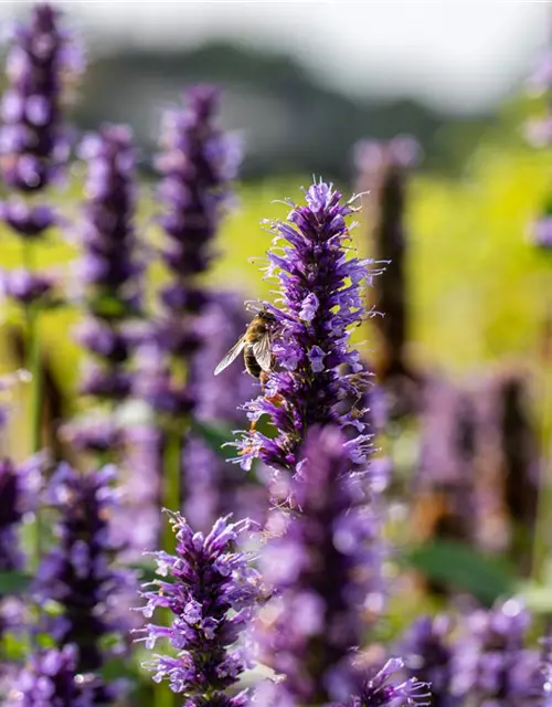 Garten-Duftnessel 'Black Adder'®