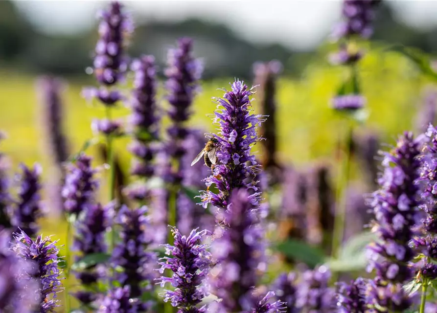 Garten-Duftnessel 'Black Adder'®