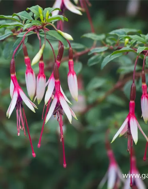 Garten-Fuchsie