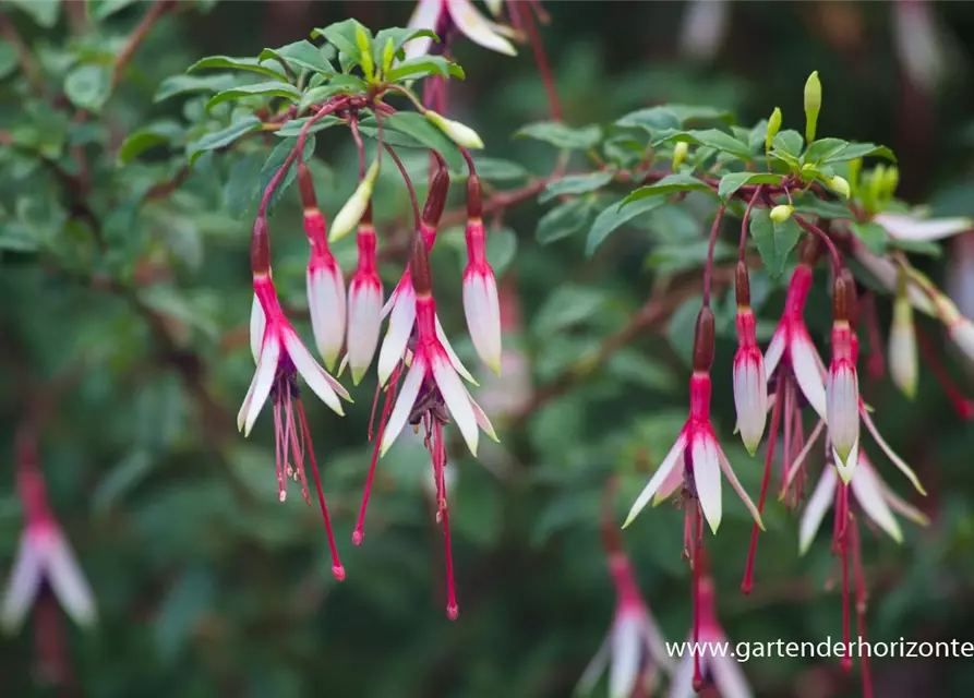 Garten-Fuchsie