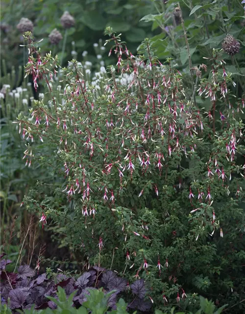 Garten-Fuchsie