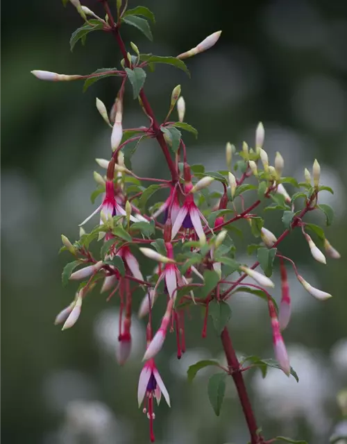 Garten-Fuchsie