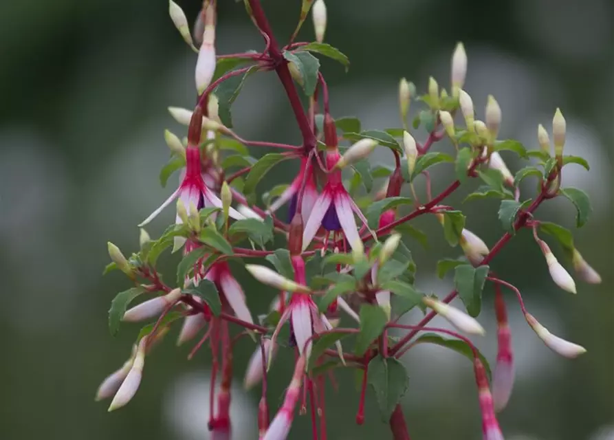 Garten-Fuchsie