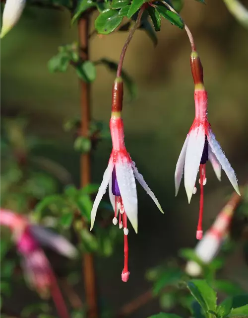 Garten-Fuchsie