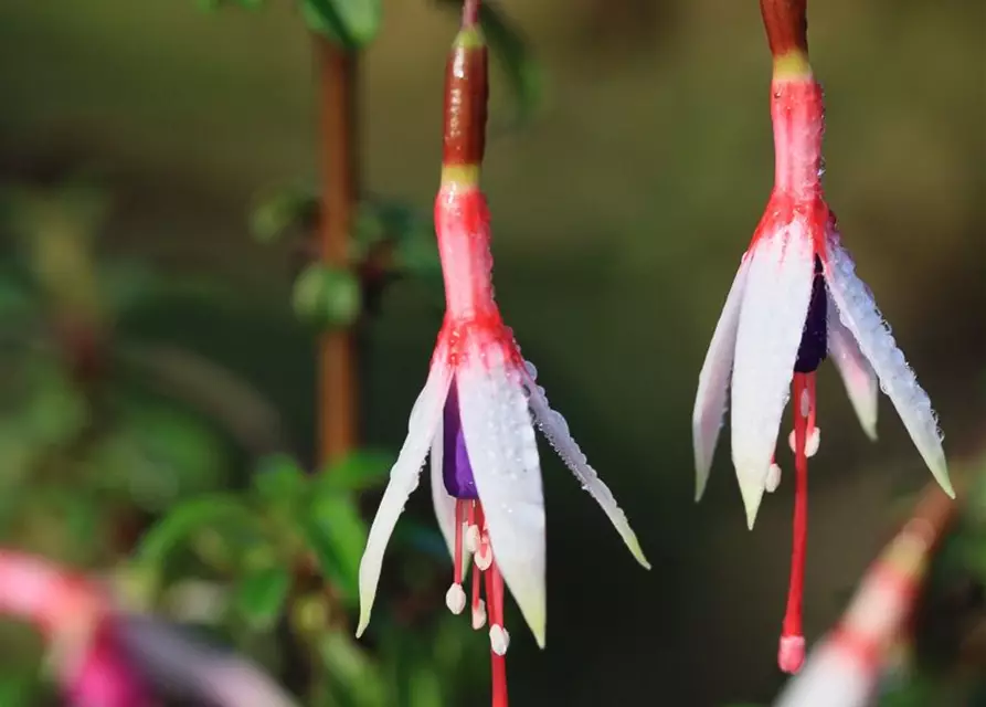 Garten-Fuchsie