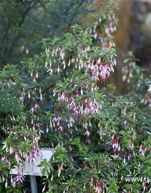 Garten-Fuchsie