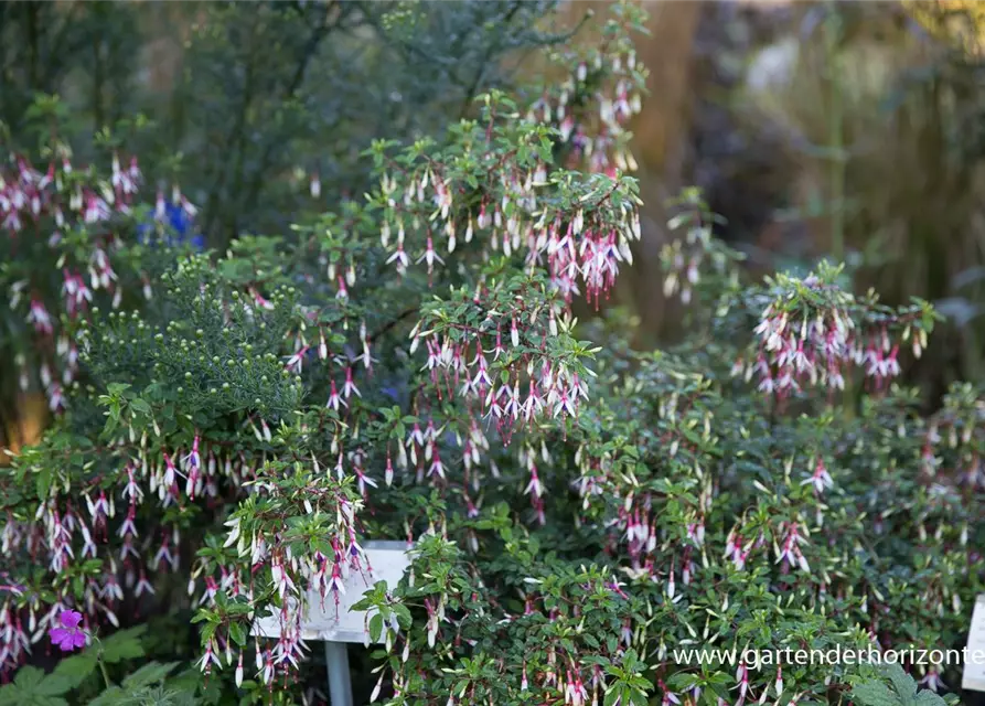 Garten-Fuchsie