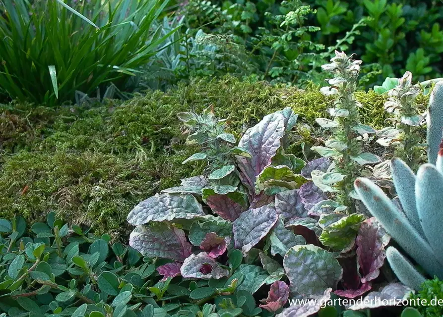 Garten-Günsel 'Burgundy Glow'