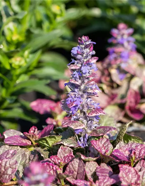 Garten-Günsel 'Burgundy Glow'