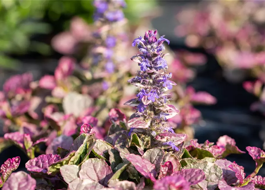 Garten-Günsel 'Burgundy Glow'